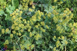 alchemilla vulgaris (2)